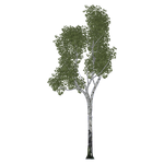 Birch (Geert, Nessich & Thom)