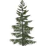 Black Spruce (Paleop)