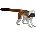 Cotton-Top Tamarin (Ulquiorra)