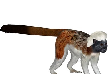 Mandrill (Aurora Designs) | ZT2 Download Library Wiki | Fandom