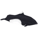 Dall's Porpoise (Jorge Gabriel)