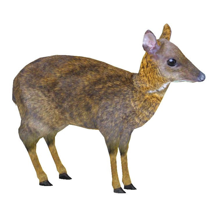 Lesser Mouse deer Aurora Designs ZT2 Download Library Wiki