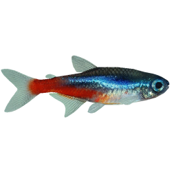 Neon Tetra, Tetras