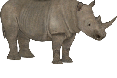 ceratogaulus rhinoceros