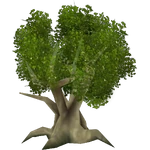 White Mangrove (Artifex) (991 KB) White Mangrove (Artifex)