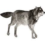 Gray Wolf (Ultamateterex2) (4.46 MB) Gray Wolf (Ultamateterex2)