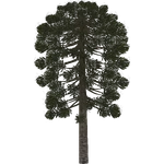 Monkey Puzzle Tree (Demon Hunter)