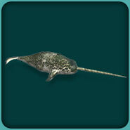 Narwhal
