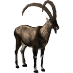 Bezoar Goat (Aurora Designs)