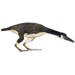 Hesperornis (Ludozoo)