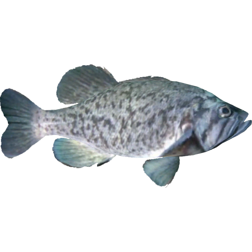 Kelp Rockfish (Dycki1231) ZT2 Download Library Wiki Fandom