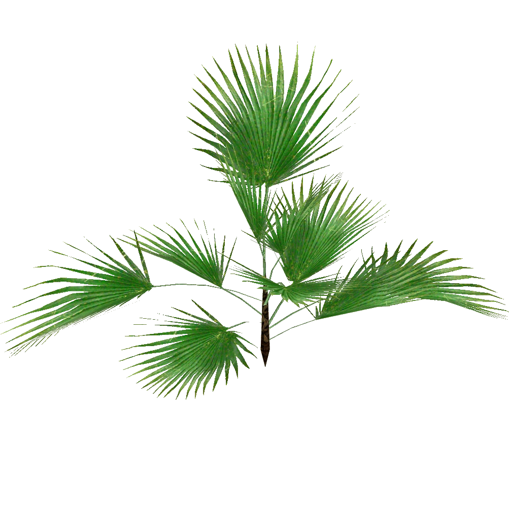 Download Saw Palmetto Clipart Png Download Pikpng vrogue.co