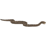 Common European Adder (HENDRIX)