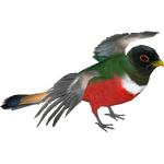 Elegant Trogon (Whalebite)