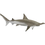Scalloped Hammerhead (Dedennedillo) (676 KB) Scalloped Hammerhead (Dedennedillo)