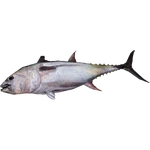Whole Tuna (Tyranachu)