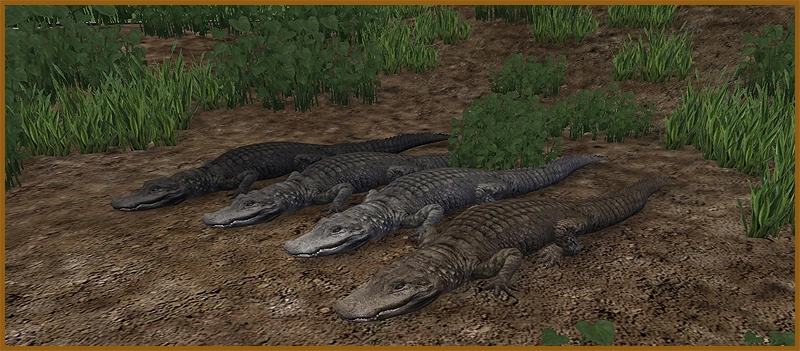 Chinese Alligator (HENDRIX & Zerosvalmont) | ZT2 Download Library