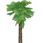 Ruffled Fan Palm (Hugo7)