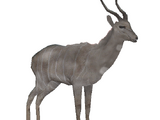 Lesser Kudu (Robert)