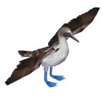 Blue-footed Booby (KingCheetah)