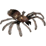 Curly-hair Tarantula (Terrena Laxamentum)