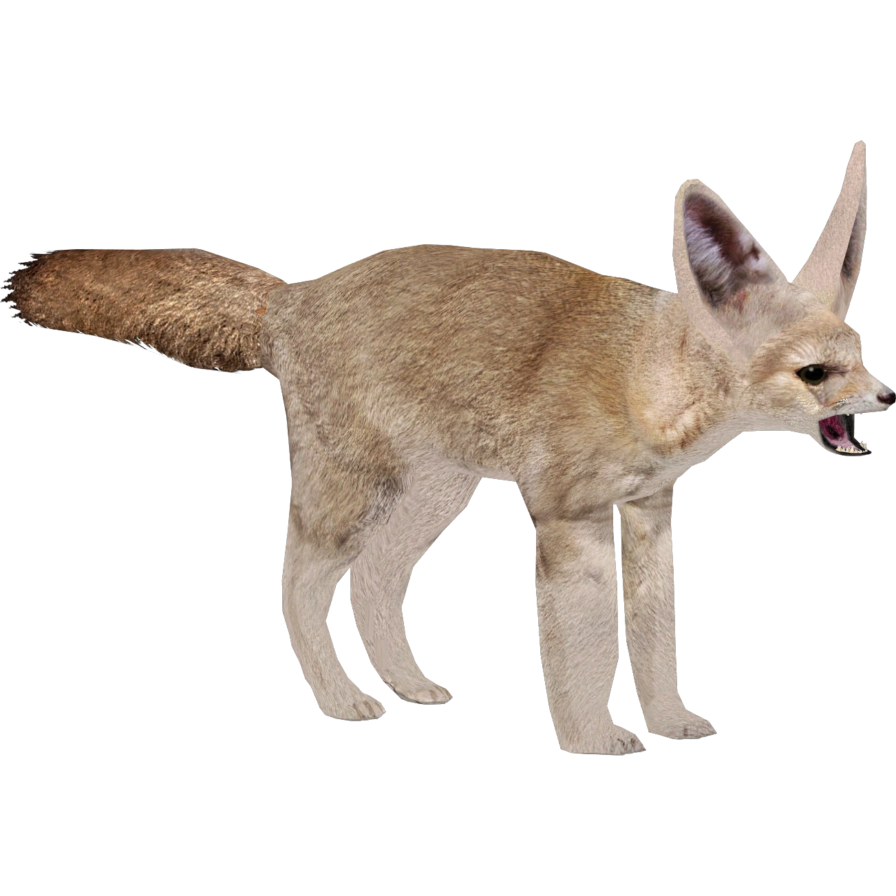 Fennec Fox (Blue Fang) | ZT2 Download Library Wiki | Fandom