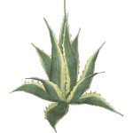 American Agave (Aurora Designs)