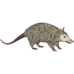 Virginia Opossum (Tamara Henson)