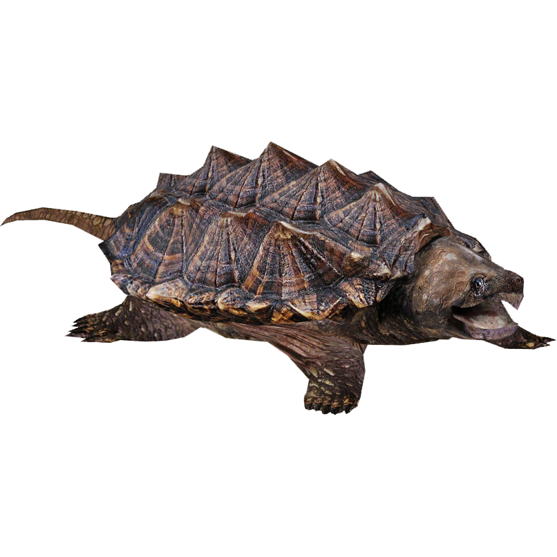 Snapping Turtle, Fishing Simulator Wiki