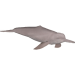 Amazon River Dolphin (Jannick)