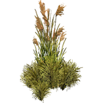 Common Reed (Flish)