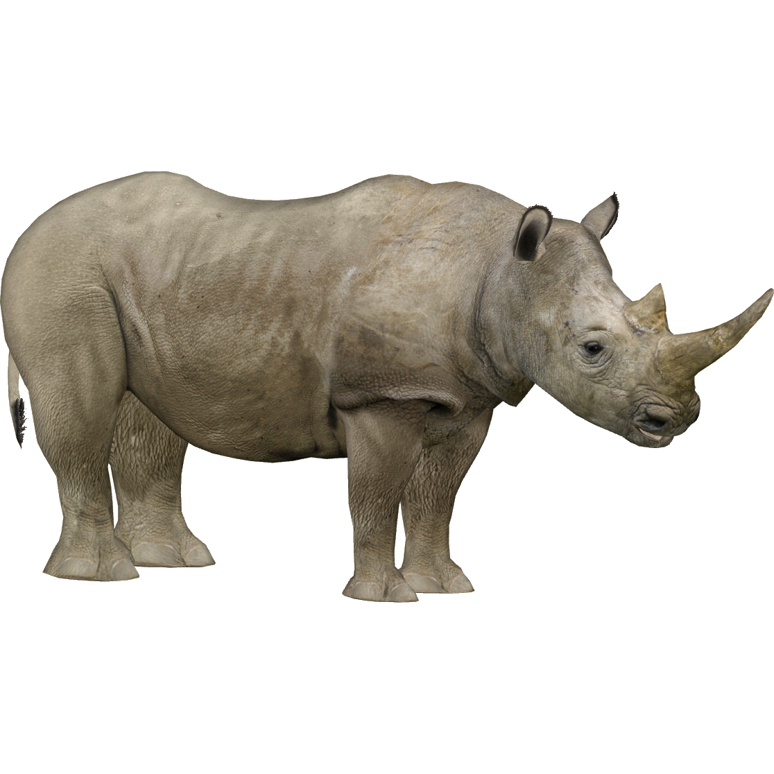 Northern White Rhinoceros (Zerosvalmont) | ZT2 Download
