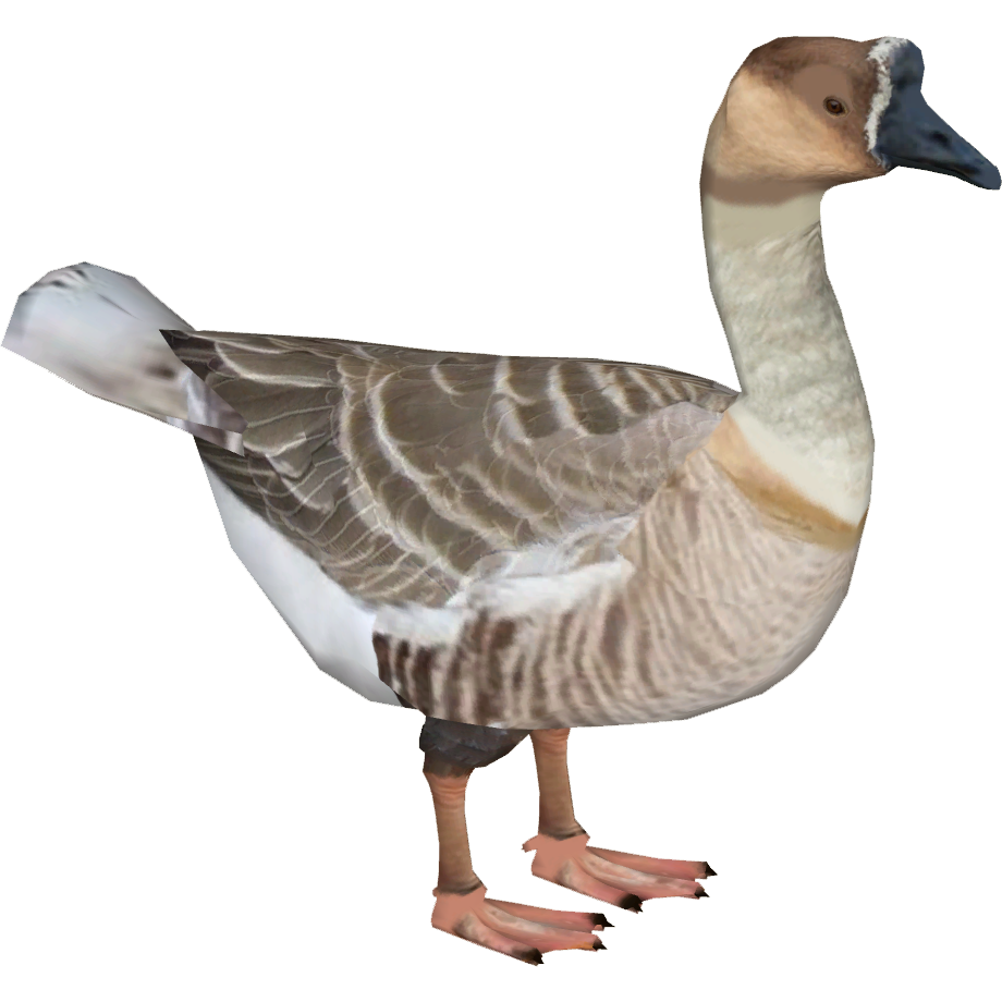 動物圖2 African Goose (Goldenfire) | ZT2 Download Library Wiki | Fandom
