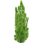 Ceratophyllum demersum (PaJaS30) (629 KB) Ceratophyllum demersum (PaJaS30)