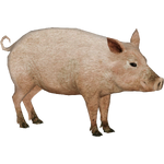 Domestic Pig (Tyranachu)