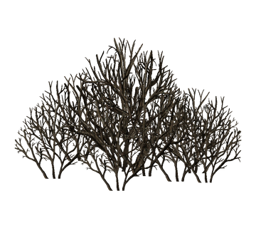 FLORA & FAUNA 自然のデザイン FLORA & FAUNA 自然のデザイン