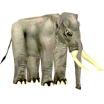Japanese Dwarf Elephant (Lingsrobin)