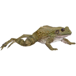 American Bullfrog (ZTABC Team)