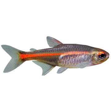 Hemigrammus erythrozonus - Wikipedia