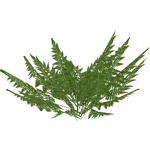 Ferns (Zeta-Designs)