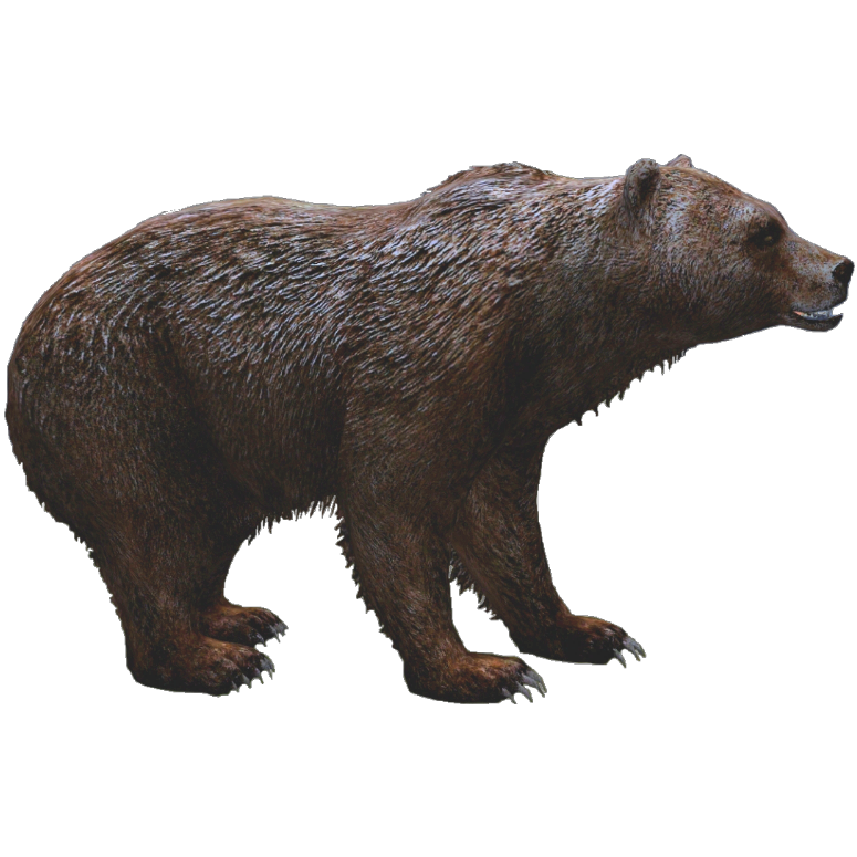 marsican brown bear