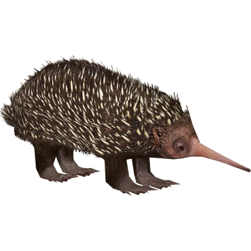 echidna　 c83d9b9b-e82d-4dc5-9dbd-