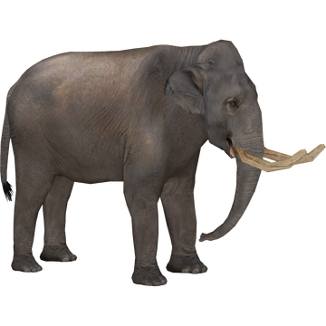 Asiatic Straight-Tusked Elephant (Tamara Henson) | ZT2