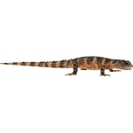 Chinese Crocodile Lizard (ZTABC Team)