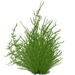Drepanocladus aduncus (PaJaS30) (608 KB) Drepanocladus aduncus (PaJaS30)