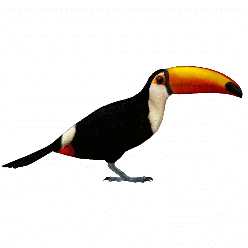 toucan png