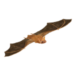 Eastern Red Bat (Batty)