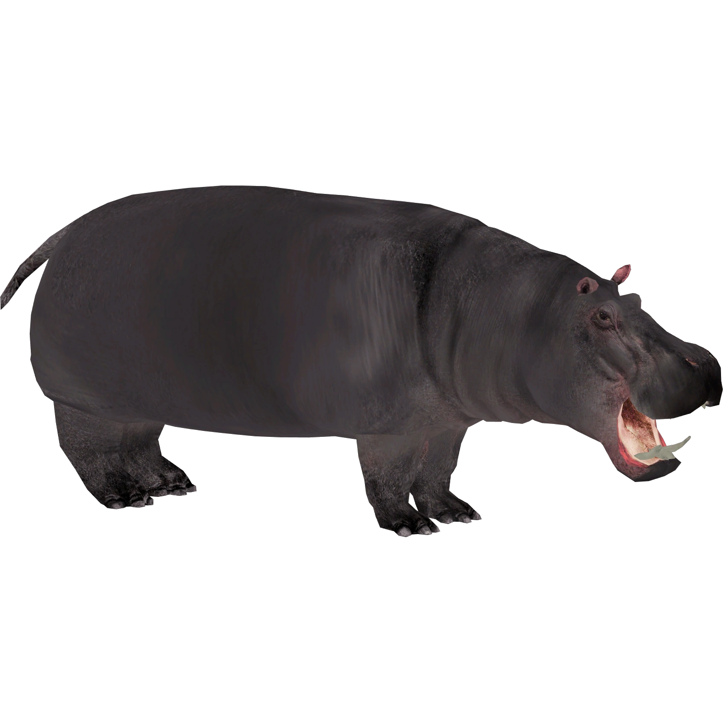Hippopotamus (Aurora Designs) | ZT2 Download Library Wiki | Fandom