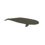 Yangtze Finless Porpoise (Austroraptor)