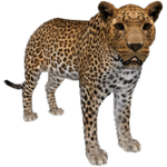 African Leopard (Aurora Designs)